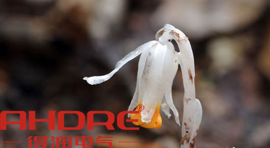 安徽得潤電氣 高低壓開關柜 變頻柜 咨詢熱線4000551777